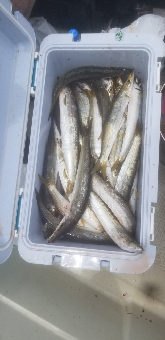 カマス(アカカマス)