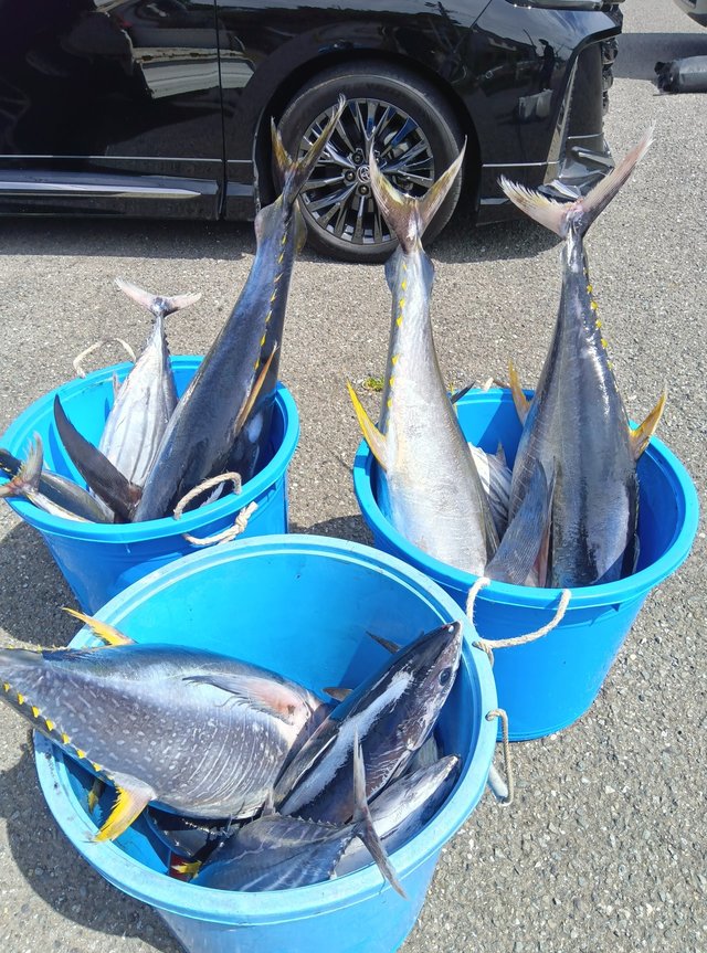 キハダマグロ(キハダ)・カツオ