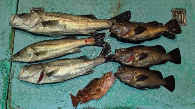 マタカ(スズキ)・メバル