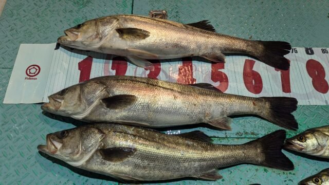 マタカ(スズキ)