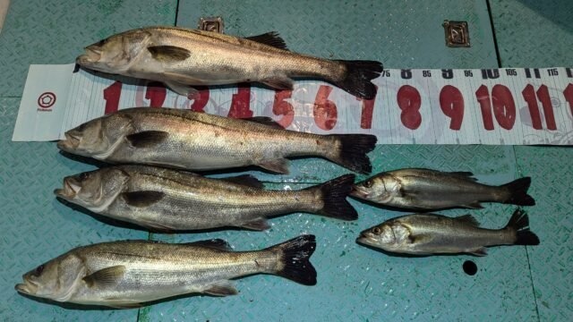 マタカ(スズキ)