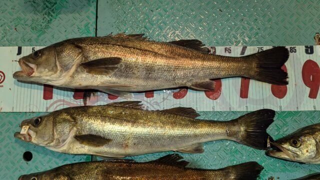 マタカ(スズキ)