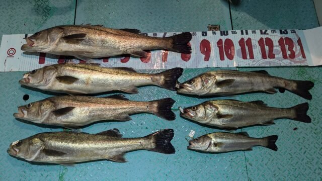 マタカ(スズキ)