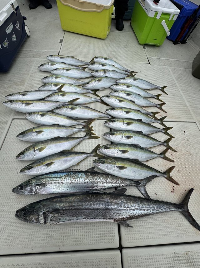 ハマチ(ブリ)・サワラ