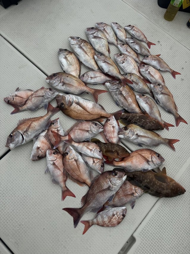 マダイ・アコウ(キジハタ)