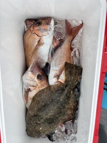 マダイ・ヒラメ