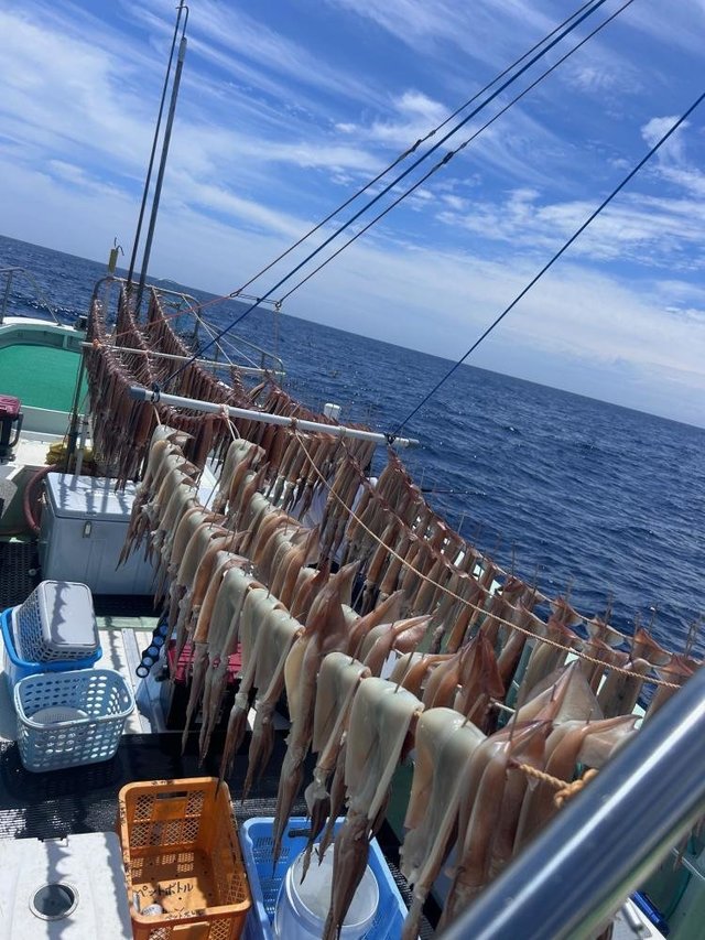 スルメ(スルメイカ)