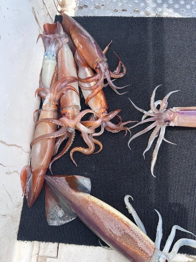 スルメ(スルメイカ)