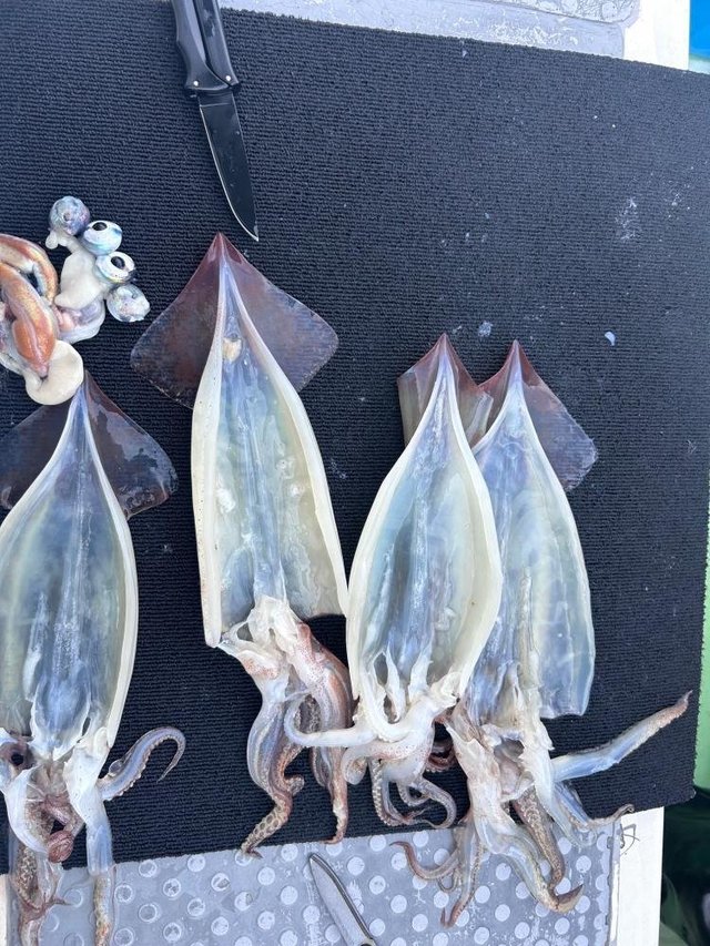 スルメ(スルメイカ)