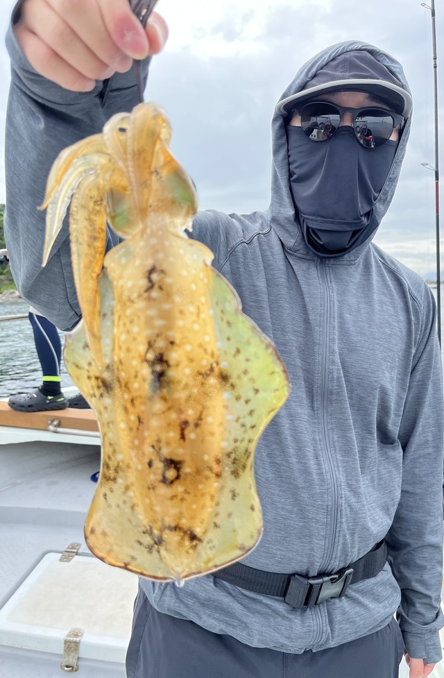 イカ(アオリイカ)