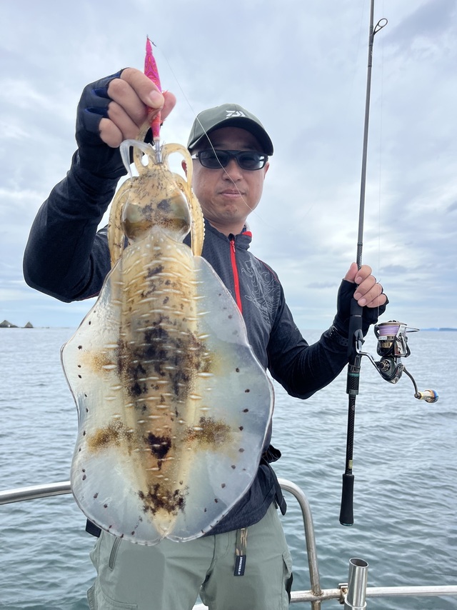 イカ(アオリイカ)