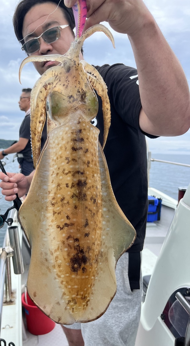 イカ(アオリイカ)