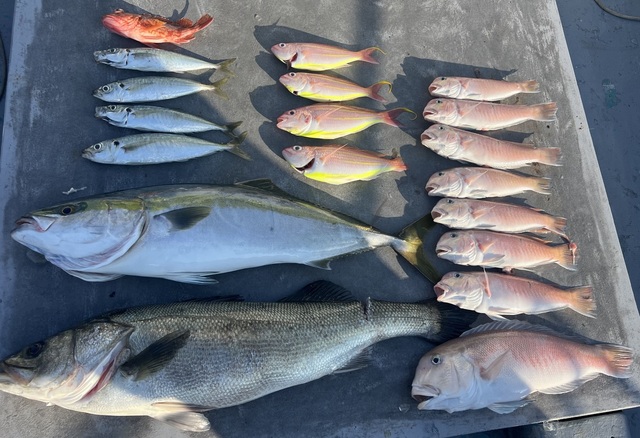 スズキ・ブリ・シロアマダイ