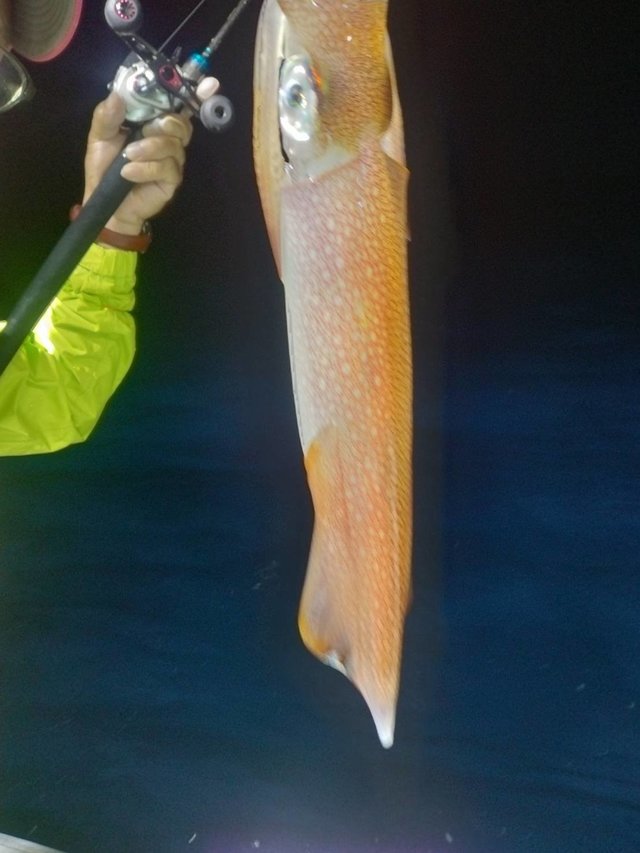 イカ(ヤリイカ)