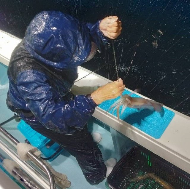 イカ(ヤリイカ)