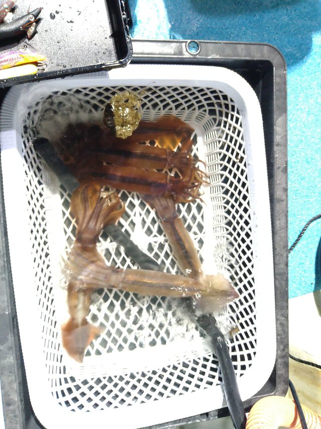 スルメ(スルメイカ)