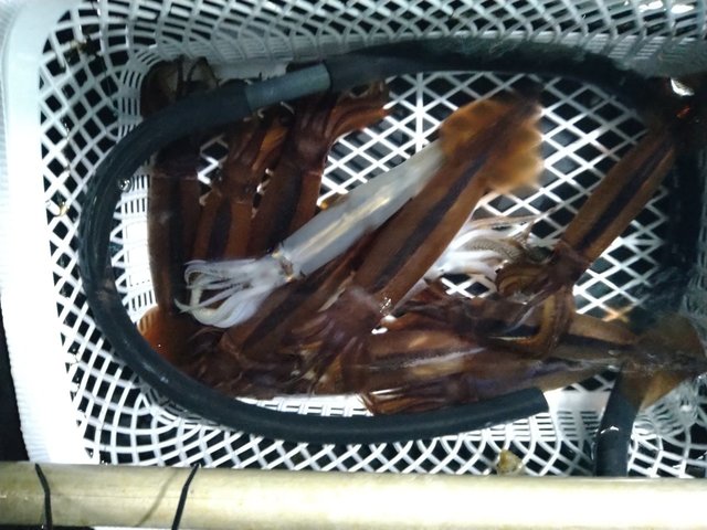 ケンサキ(ケンサキイカ)・スルメ(スルメイカ)