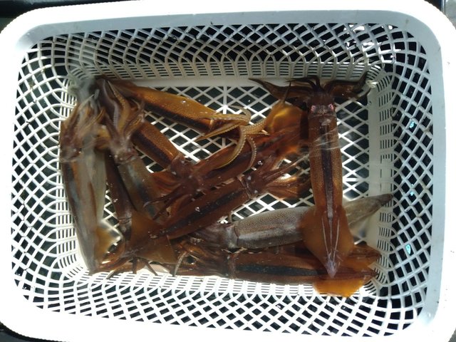 ケンサキ(ケンサキイカ)・スルメ(スルメイカ)