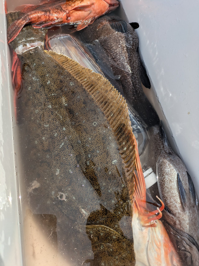 カサゴ・ホウボウ・ヒラメ