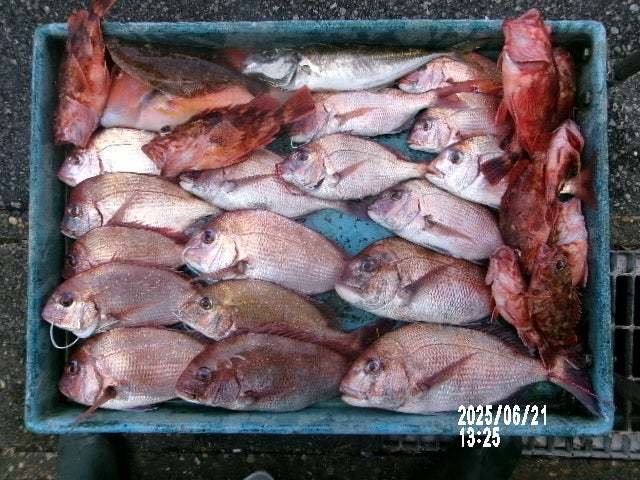 マダイ・ハナダイ(チダイ)・イラ・カサゴ・ムシガレイ