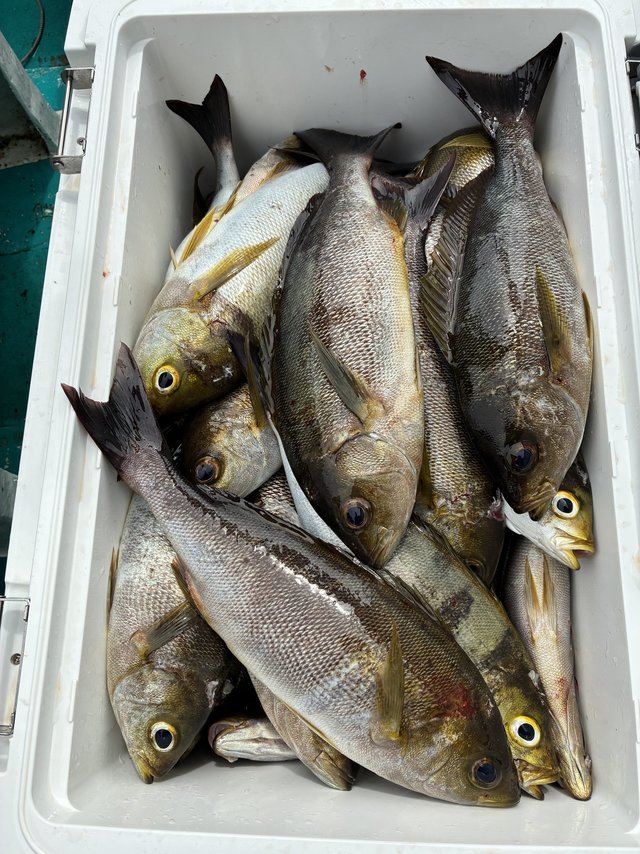 イサギ(イサキ)