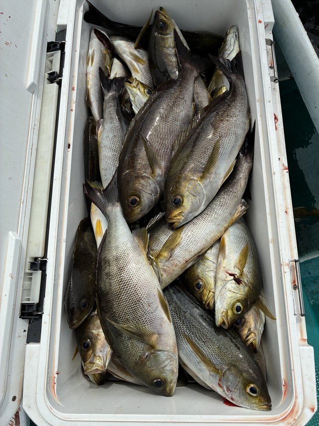 イサギ(イサキ)