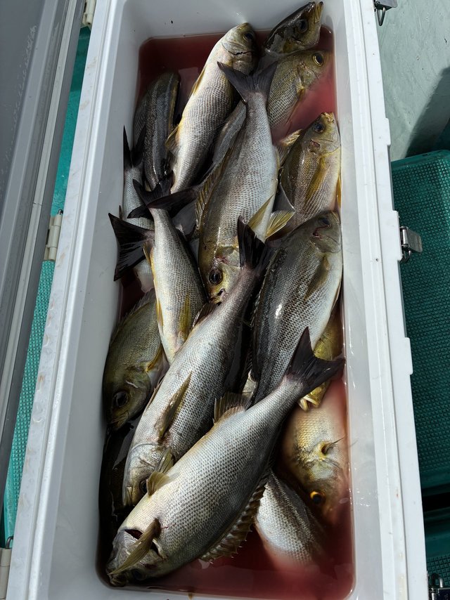 イサギ(イサキ)