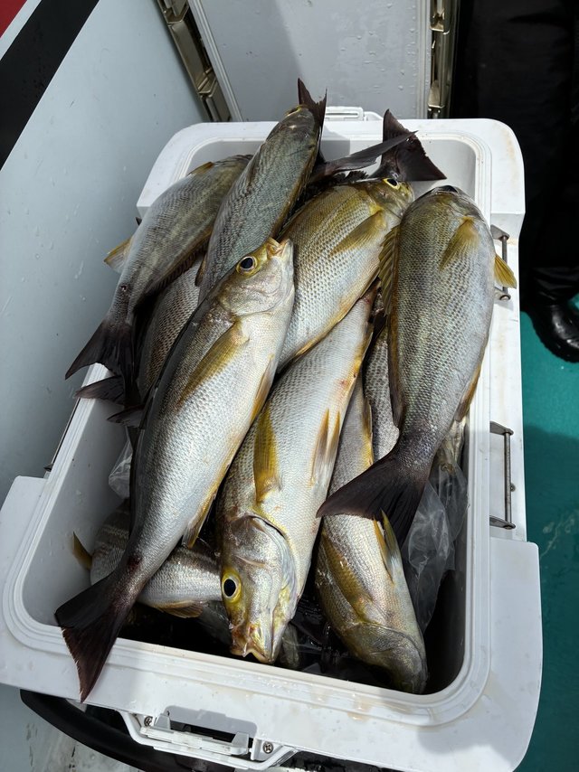 イサギ(イサキ)