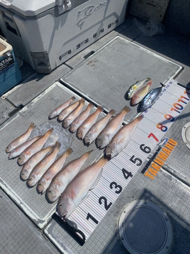 シロアマダイ・イトヨリ(イトヨリダイ)・マルソウダ