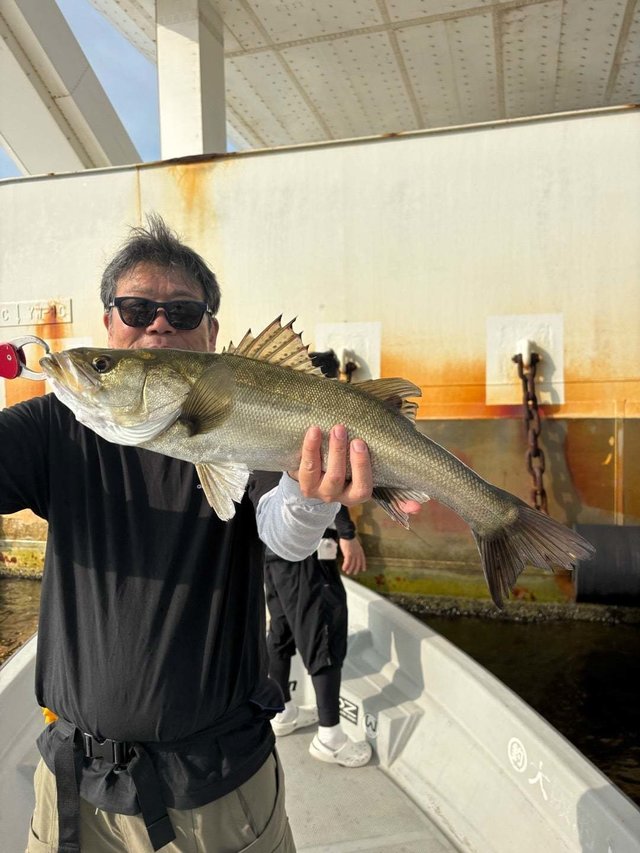 シーバス(スズキ)