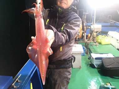 マイカ(ケンサキイカ)