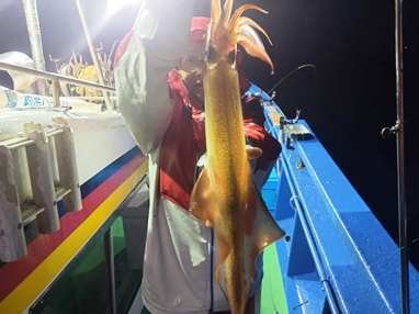 マイカ(ケンサキイカ)