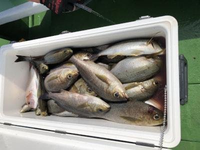 イサギ(イサキ)