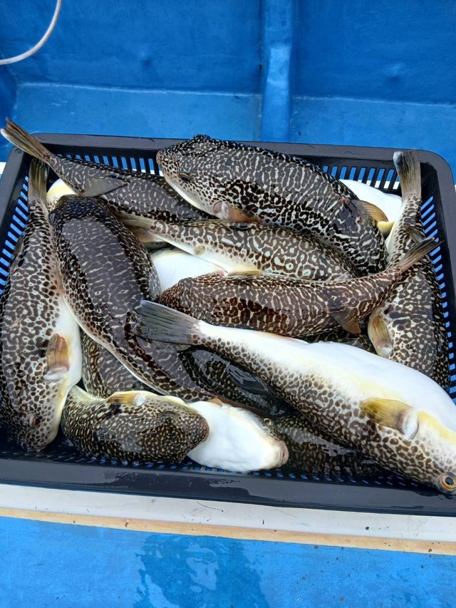 フグ(ショウサイフグ)