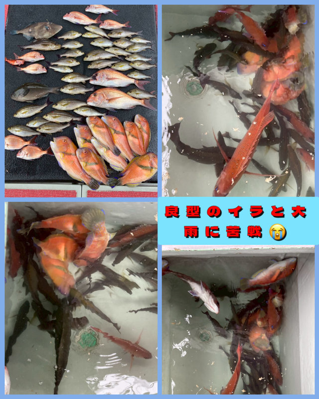 マダイ・イサキ・イラ・ウマズラ(ウマヅラハギ)