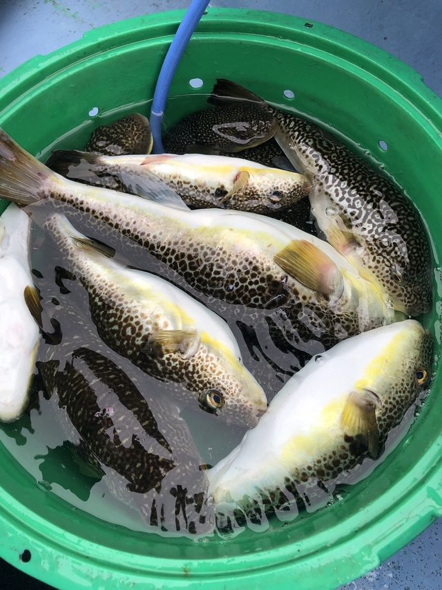 ショウサイフグ