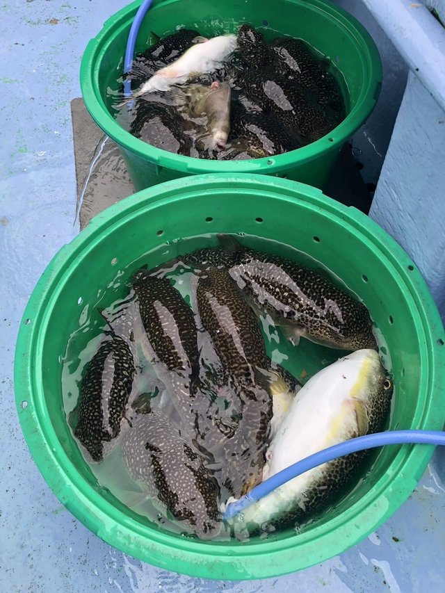 ショウサイフグ