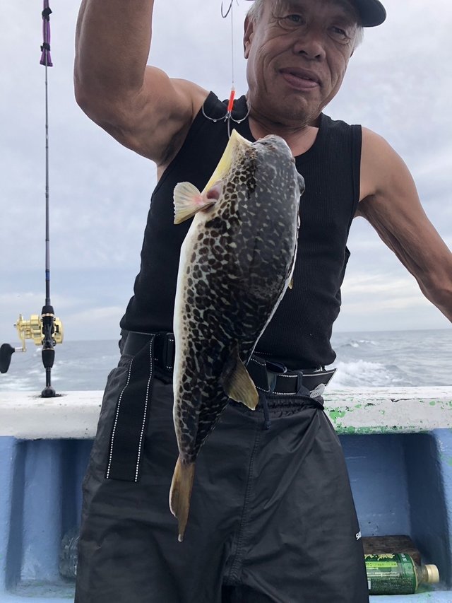 ショウサイフグ