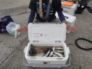 マアジ・イサキ