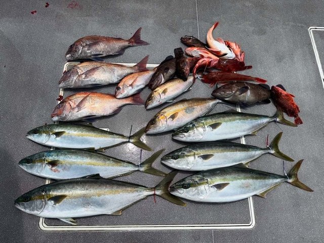 マダイ・マハタ・ハマチ(ブリ)・カサゴ