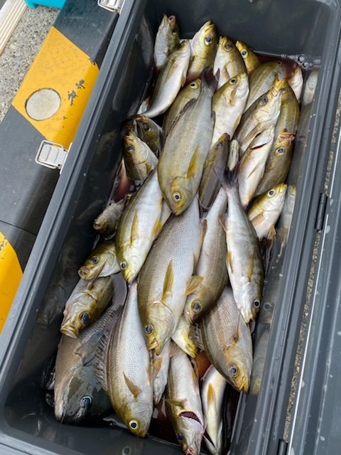 アジ(マアジ)・イサキ