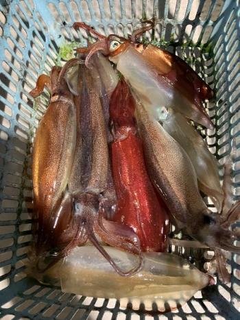 スルメ(スルメイカ)・マイカ(ケンサキイカ)