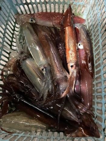 スルメ(スルメイカ)・マイカ(ケンサキイカ)