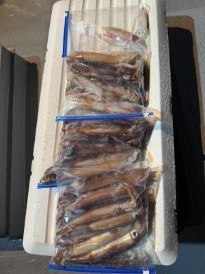 アカイカ(ケンサキイカ)・スルメイカ