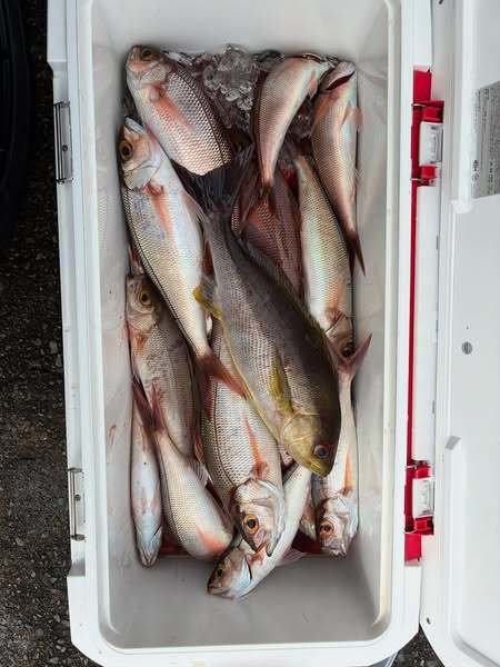 ヒメダイ・イサキ