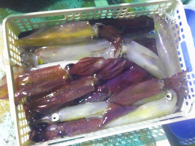 アカイカ(ケンサキイカ)