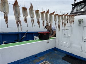 スルメ(スルメイカ)