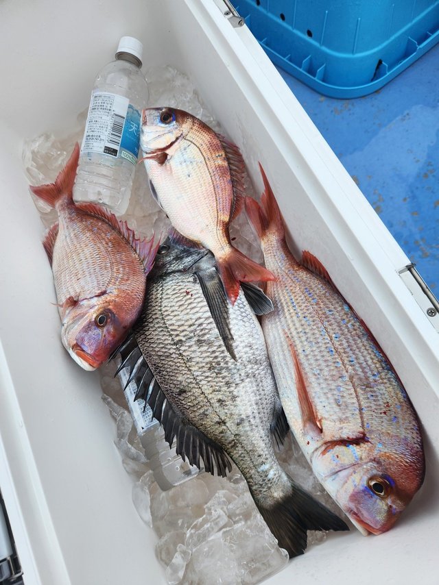 ハナダイ(チダイ)・クロダイ