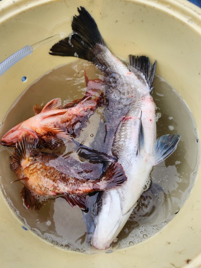 クロダイ・カサゴ