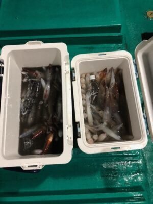 アカイカ(ケンサキイカ)・スルメ(スルメイカ)